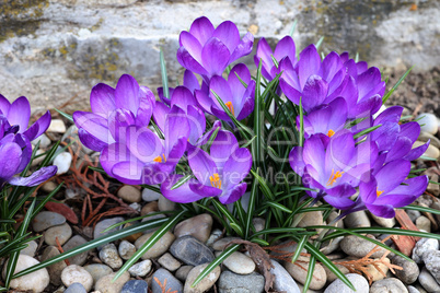 Group of crocuses in spring in the city park