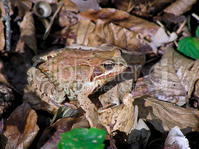 The frog sits in the forest on old foliage