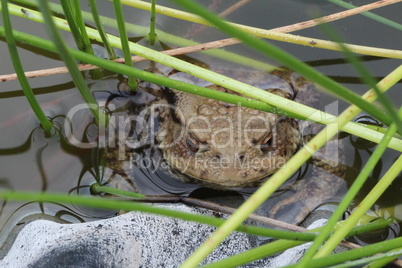 The toad came to the spawning pond