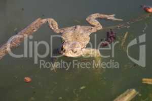 In the spring, frogs sit in shallow bodies of water