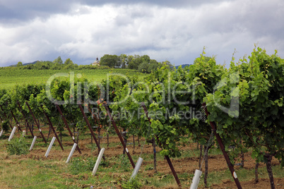 Weinberge in der Südpfalz