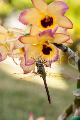 Large Common green darner dragonfly Anax junius on a yellow and