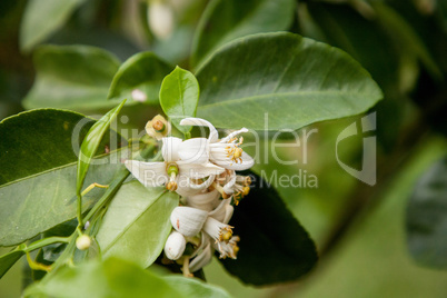 Blooming white flower on a grapefruit tree Citrus x paradisi