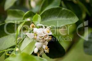 Blooming white flower on a grapefruit tree Citrus x paradisi