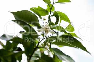 Blooming white flower on a grapefruit tree Citrus x paradisi
