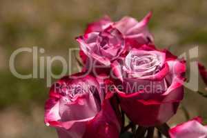 Sterling silver purple rose of genus Rosa with petals