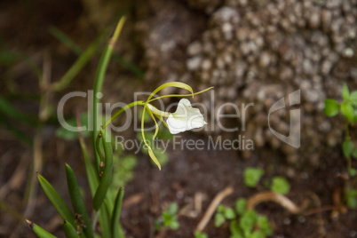 White star orchid Chiloschistra phyllorhiza blooms in a botanica