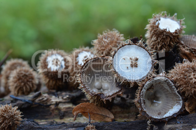 Common bird's nest fungus in natural habitat