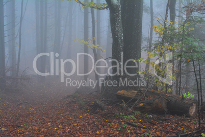 Late autumn foggy forest