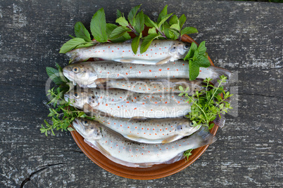 Full plate of river trout