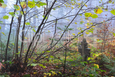 Ancient cemetery in the middle of the misty forest