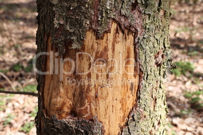 A tree trunk damaged by a bark beetle