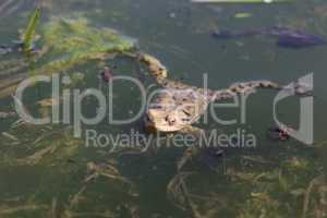 In the spring, frogs sit in shallow bodies of water