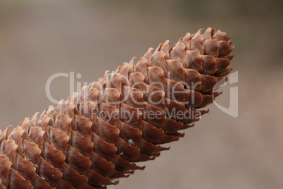 Close up of a spruce cone on a blurred background