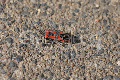 Pyrrhocoris apterus on a ground on sunny day