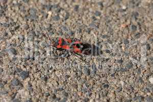 Pyrrhocoris apterus on a ground on sunny day