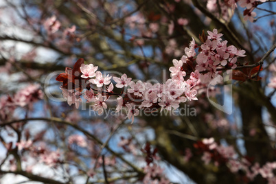Beautiful cherry tree blossom in the spring