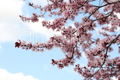 Beautiful cherry tree blossom in the spring