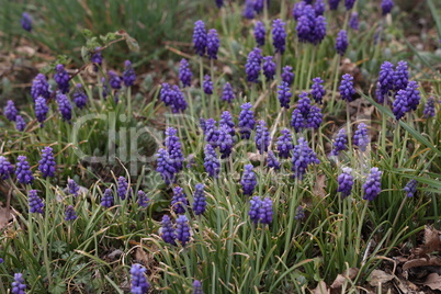 Muscari, Grape Hyacinth blue flowers on sunny spring day