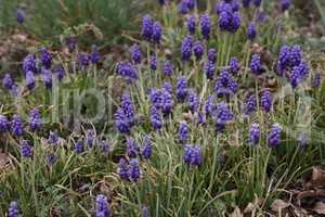 Muscari, Grape Hyacinth blue flowers on sunny spring day