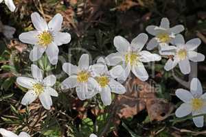 Anemone nemorosa is an early-spring flowering plant in the genus Anemone in the family Ranunculaceae
