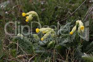 Primate Cowslip flowers or Primula veris on garden grass in spring