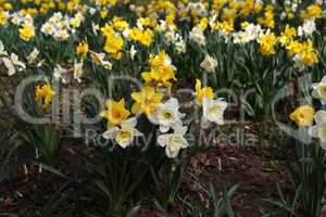 Narcissus. Beautiful spring flowers blooming in the garden