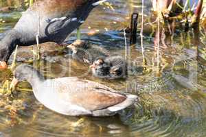 American purple gallinule Porphyrio martinicus with a baby chick