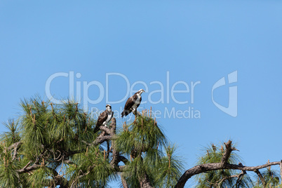 Mated pair of osprey Pandion haliaetus bird of prey in a pine tr