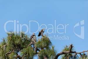 Mated pair of osprey Pandion haliaetus bird of prey in a pine tr