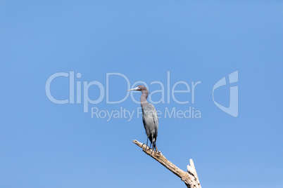Little blue heron Egretta caerulea bird perches on a branch abov