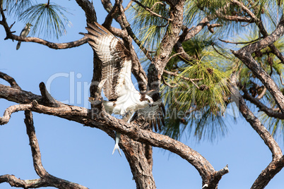 Osprey bird of prey Pandion haliaetus perches on a branch to eat