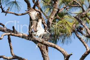 Osprey bird of prey Pandion haliaetus perches on a branch to eat