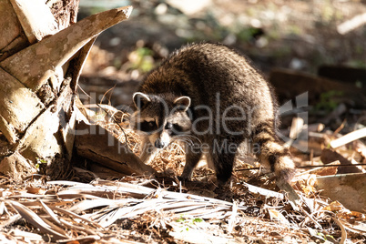 Young raccoon Procyon lotor marinus forages for food