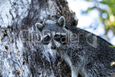 Young raccoon Procyon lotor marinus forages for food