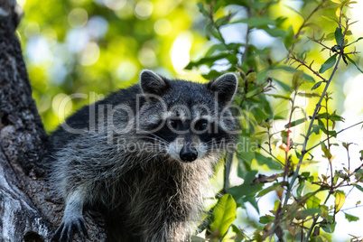 Young raccoon Procyon lotor marinus forages for food