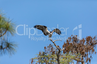 Wings spread osprey Pandion haliaetus bird of prey on a pine tre