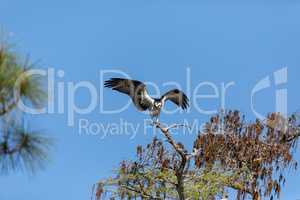 Wings spread osprey Pandion haliaetus bird of prey on a pine tre