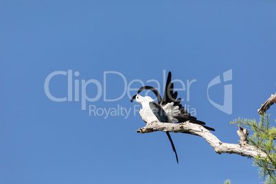 Preening swallow tailed kite Elanoides forficatus bird of prey p