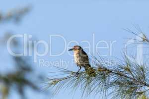 Female Boat tailed grackle bird Quiscalus major on a pine tree