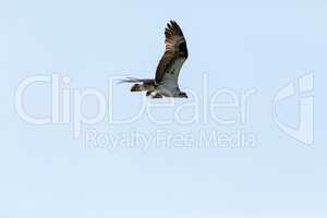 Fishing osprey Pandion haliaetus bird of prey with a fish in its