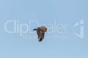 Bald eagle Haliaeetus leucocephalus flies across a blue sky