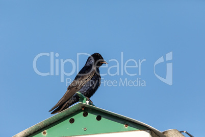 Purple martin bird Progne subis perches on a birdhouse in Marco