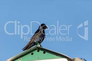 Purple martin bird Progne subis perches on a birdhouse in Marco