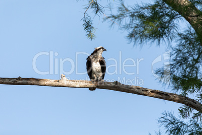 Perching Osprey Pandion haliaetus bird of prey on a branch