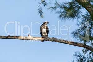 Perching Osprey Pandion haliaetus bird of prey on a branch