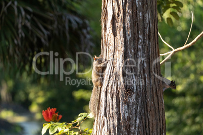 Two eastern grey squirrels Sciurus carolinensis cling to a pine