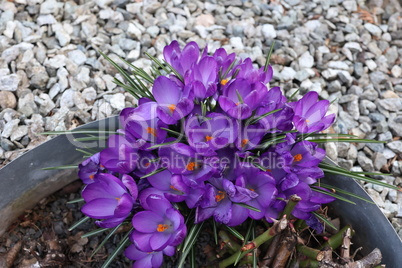 Group of crocuses in spring in the city park