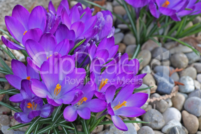 Group of crocuses in spring in the city park