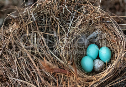 Three eastern bluebird eggs Sialia sialis in a nest with a speck